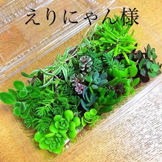 多肉植物　カット苗(その他)