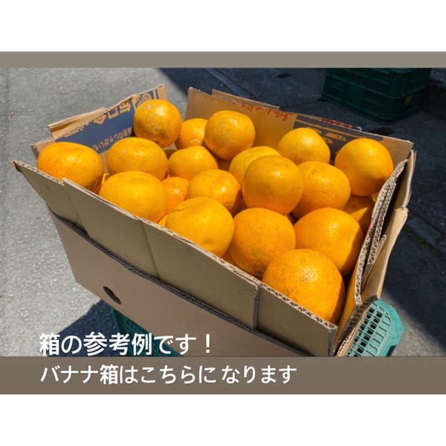 愛媛　低農薬　宇和ゴールド15Kg   河内晩柑 食品/飲料/酒の食品(フルーツ)の商品写真