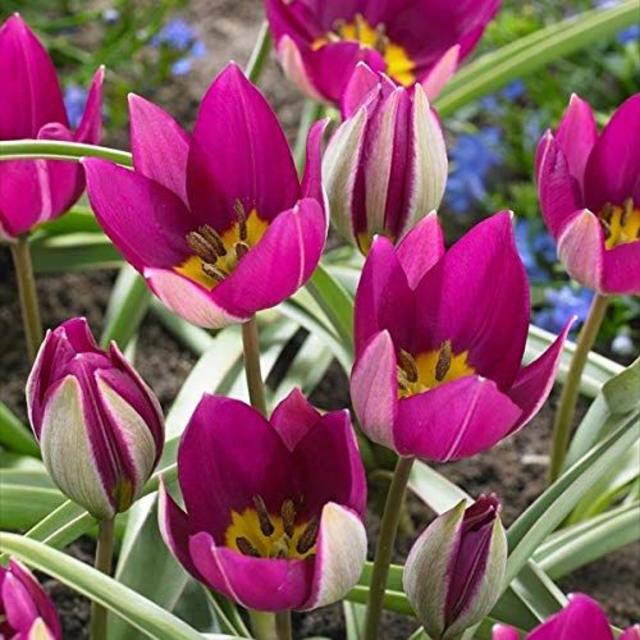 秋植え 12月下旬 の原種系ミニミニチューリップ ペルシャンパールの通販 By Tsukino Usagi Flower Seeds ラクマ 秋植え 12月下旬 の原種系ミニミニチューリップ ペルシャンパールの通販 By Tsukino Usagi Flower Seeds ラクマ