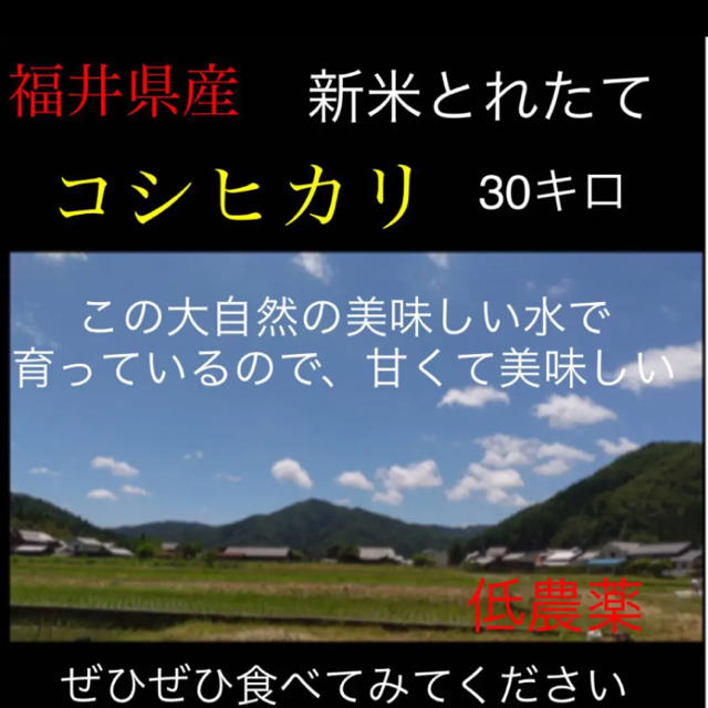 【福井県産】低農薬　令和2年産　30キロ　新米コシヒカリ　米/穀物