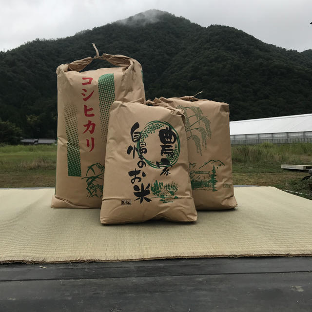 【福井県産】低農薬　令和2年産　30キロ　新米コシヒカリ　米/穀物