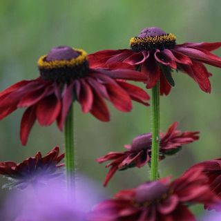 ルドベキア　チェリーブランデー　花の種(その他)