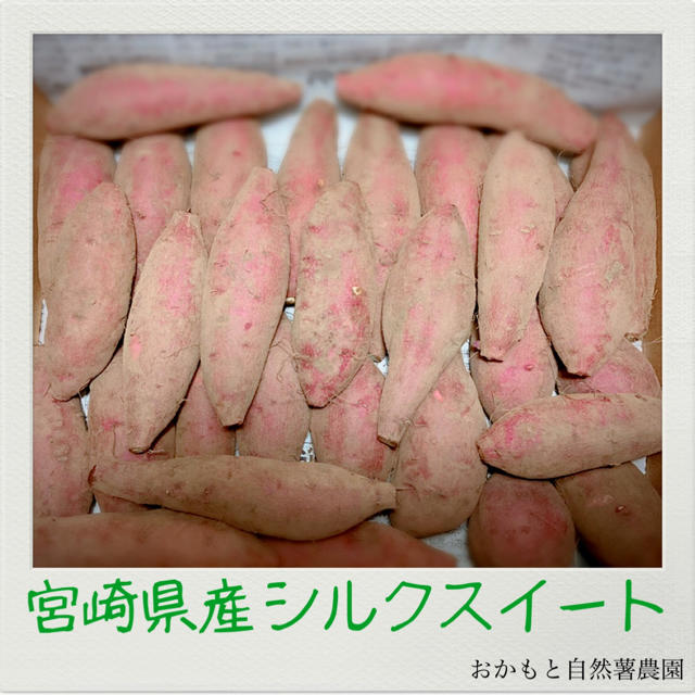 宮崎県産　シルクスイート　さつまいも 食品/飲料/酒の食品(野菜)の商品写真