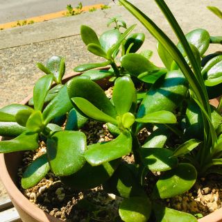 多肉植物　花月　カット苗(その他)