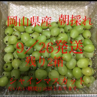 岡山県産　シャインマスカット  訳あり　家庭用　1kg (フルーツ)