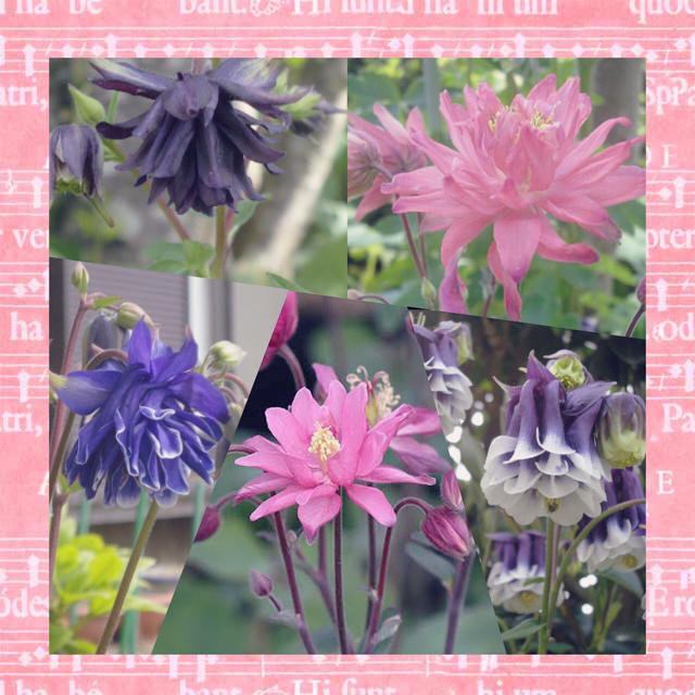 西洋オダマキ 色々な種類、色々なカラーをミックスしました♪ 秋まき 花種 花 種 ハンドメイドのフラワー/ガーデン(その他)の商品写真