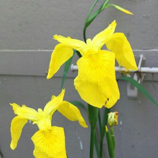 黄菖蒲　キショウブ　観葉植物　イエロー花(その他)