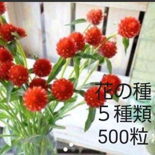 花の種 ５品種 500粒セット(その他)