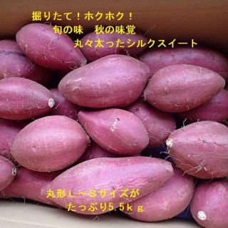 シルクスイート新芋掘りたて丸々太ったサツマイモ5.5ｋｇ千葉産さつまいも農家直送(野菜)