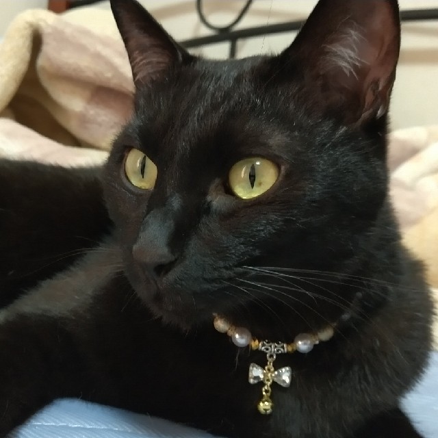 りぼん鈴✨ 猫首輪(ピンク&ゴールド)