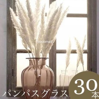 パンパスグラス◉ホワイト◉30本セット(ドライフラワー)