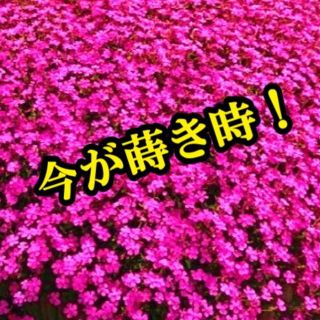 シレネ・ピンクパンサーの種　200粒以上 フクロナデシコ　花の種　今が蒔き時！(その他)