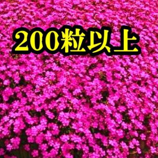 シレネ・ピンクパンサーの種　200粒以上 フクロナデシコ　花の種　今が蒔き時！(その他)