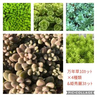 多肉植物★セダム♪姫秀麗&万年草★寄せ植えやグリーンカーペットに(プランター)