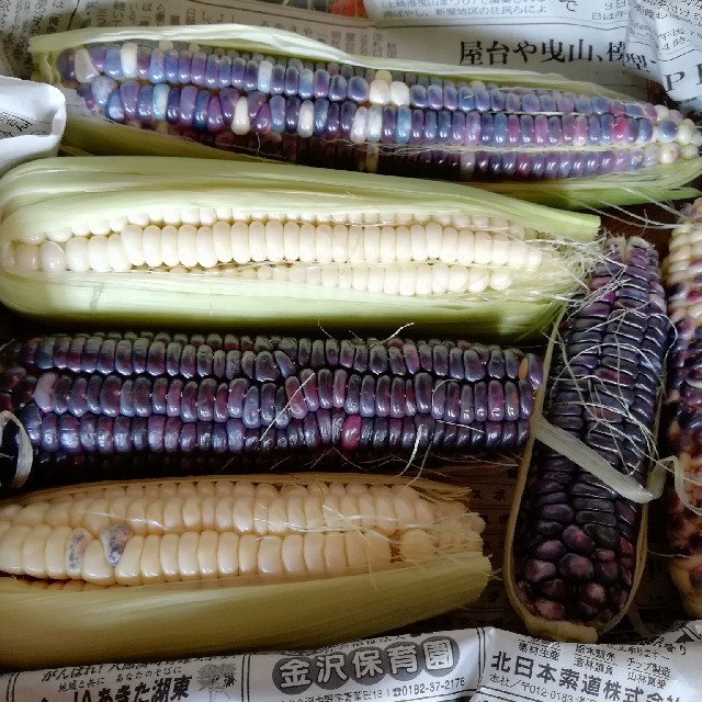 もぎたて！もちとうもろこし 食品/飲料/酒の食品(野菜)の商品写真