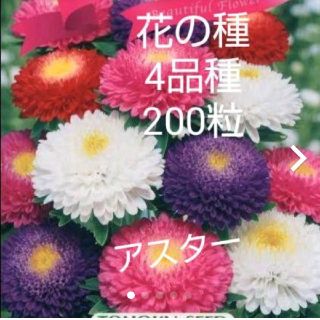 お花の種 4品種 200粒セット(その他)