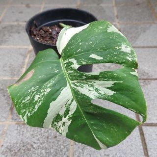 モンステラ斑入り 観葉植物(プランター)