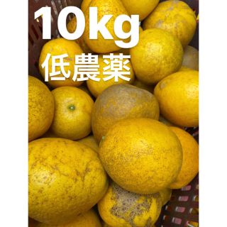 愛媛　低農薬　宇和ゴールド10Kg   河内晩柑(フルーツ)