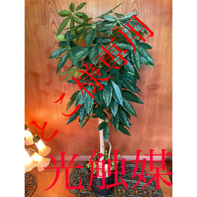 有名人芸能人】 光触媒 人工観葉植物 抗菌消臭 ウォールグリーン