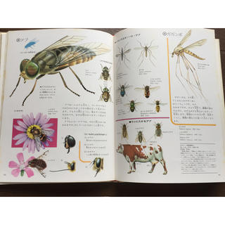 講談社 - 世界の動物（全10巻）原色細密生態図鑑の通販 by ごりちゃん