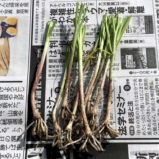 ■大葉ニラ苗 2年生 韮苗 無農薬 有機栽培10株にら苗 野菜苗☆追加可能♪ 食品/飲料/酒の食品(フルーツ)の商品写真