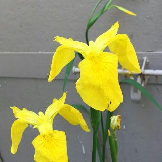 黄菖蒲　キショウブ　観葉植物　寄植え　水生植物　(プランター)