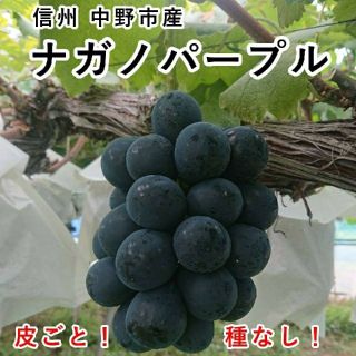 長野県 中野市産 大粒 ナガノパープル 8パックセット (350g入×8個) (フルーツ)