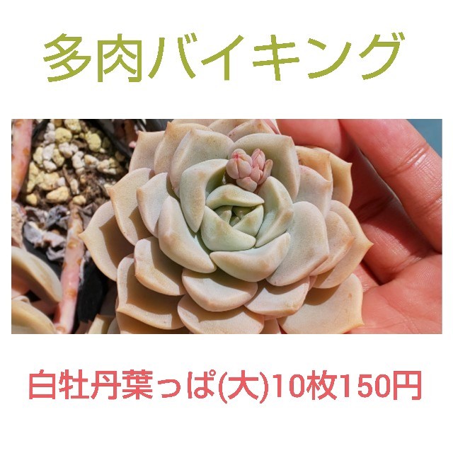 ハンドメイド★白牡丹 はっぱ(大)10枚 多肉植物