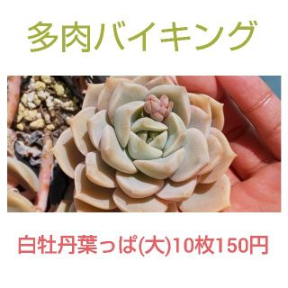 ★白牡丹 はっぱ(大)10枚 多肉植物(その他)