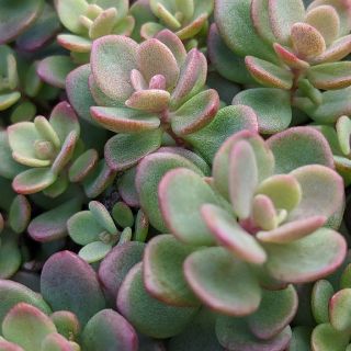 多肉植物　赤葉ミセバヤ5カット　希少(その他)