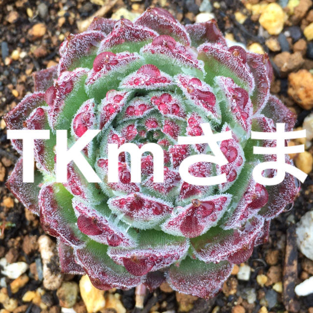TKm様専用センペルビウム3種多肉植物 ハンドメイドのフラワー/ガーデン(その他)の商品写真