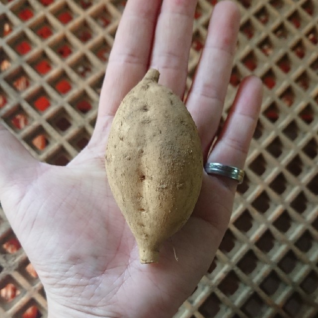 安納芋こがね3キロ箱(種子島産) 食品/飲料/酒の食品(野菜)の商品写真