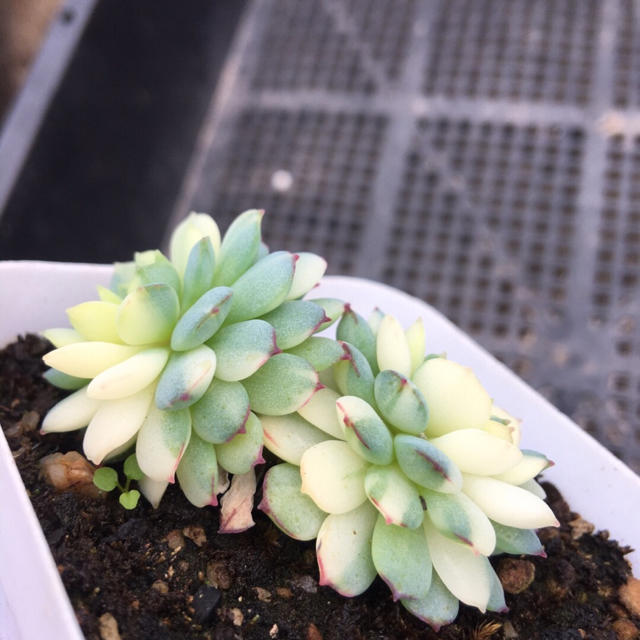 多肉植物　Echeveria 'Vincent Catto' ✖︎静夜錦 ハンドメイドのフラワー/ガーデン(その他)の商品写真