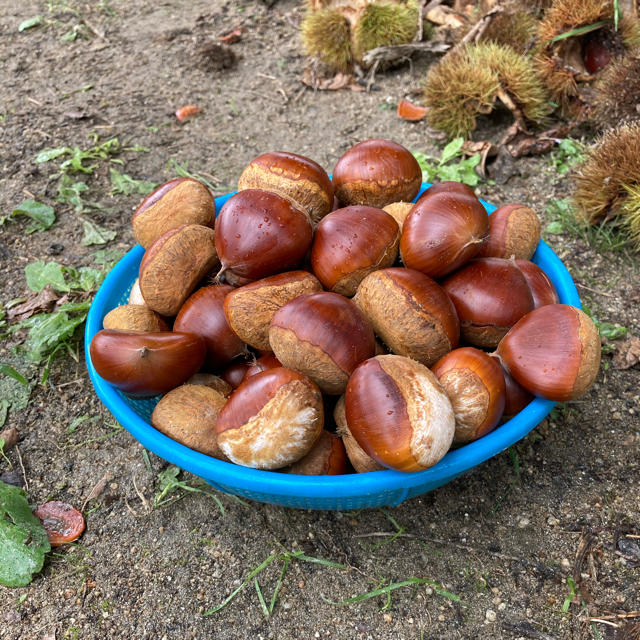 生栗【無農薬】1.5キロ 食品/飲料/酒の食品(野菜)の商品写真