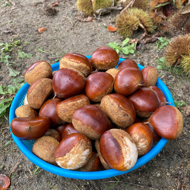 生栗【無農薬】1.5キロ 食品/飲料/酒の食品(野菜)の商品写真