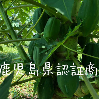青パパイヤ4kg Mサイズ(約400g〜250g)無農薬栽培鹿児島県産(野菜)