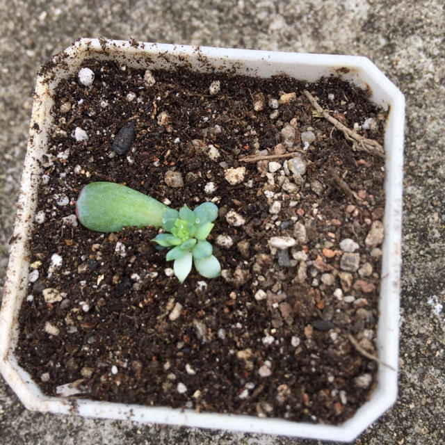 多肉植物　Echeveria 'Vincent Catto' ✖︎静夜錦