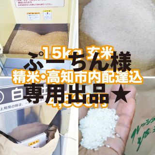 高知県産 新米コシヒカリ100% 15kg 精米込-高知市内直接手渡し可能な方