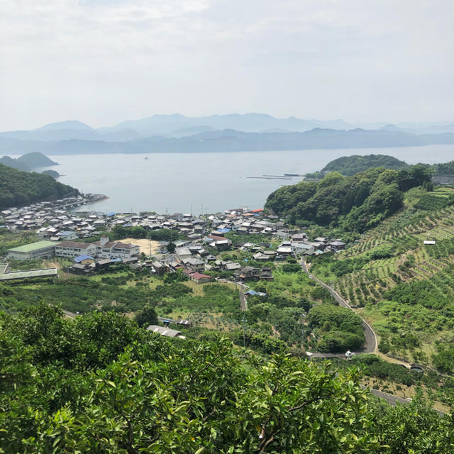 愛媛県産低農薬グリーンレモン  2.5kg 食品/飲料/酒の食品(フルーツ)の商品写真