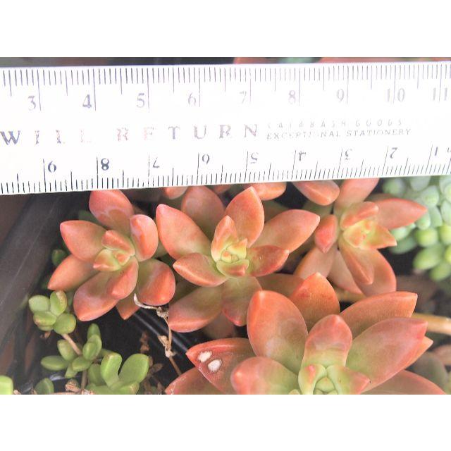 銘月カット3頭　オマケ付き　紅葉する多肉植物　オレンジ　黄　アドルフィー ハンドメイドのフラワー/ガーデン(その他)の商品写真