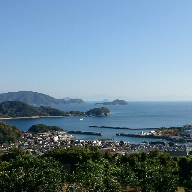 ⛔️2023年大島みかん出品について⛔️ 食品/飲料/酒の食品(フルーツ)の商品写真