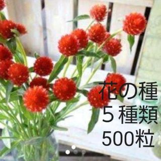 お花の種    ５品種  500粒セット千日紅  (その他)