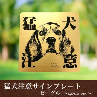 【送料無料】猛犬注意サインプレート(ビーグル)GOLDアクリルプレート(店舗用品)