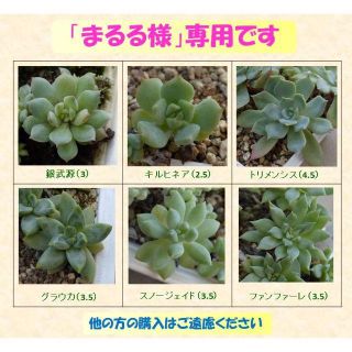 多肉植物 【0422】  まとめ買い「多肉植物11種セット」(その他)