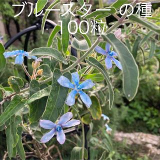 ブルースター の種　100粒(その他)