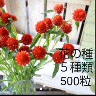 レースフラワーなど５品種 500粒セット(その他)