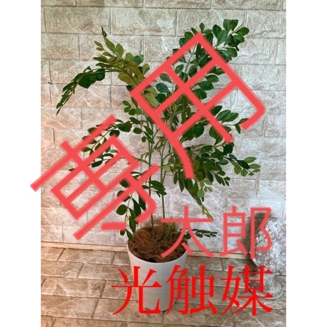 光触媒 人工観葉植物 造花 ウォールグリーン トネリコ8050の通販 by ...