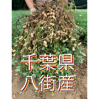 赤猫3様専用 10月2日収穫分 千葉県八街産おおまさり2キロ(梱包資材込み)(野菜)