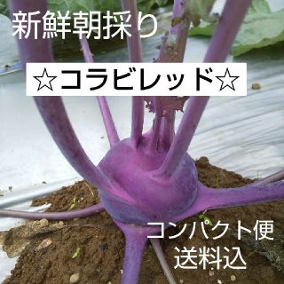 新鮮朝採り【コラビレッド】高血圧の予防に♪ビタミン補給♪野菜(野菜)