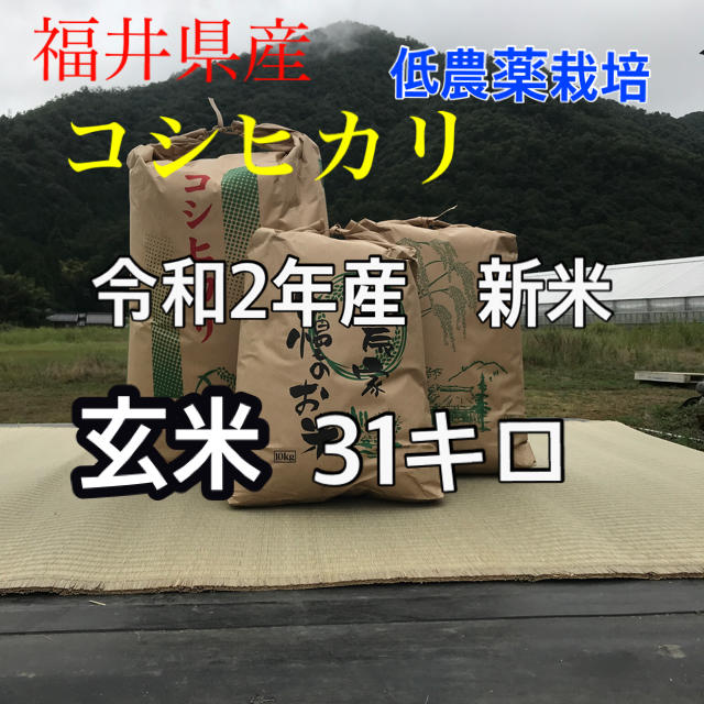 米/穀物　新米コシヒカリ　令和2年産　福井県産　玄米31キロ